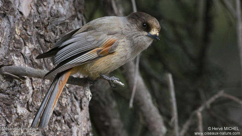 Siberian Jay