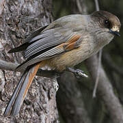 Siberian Jay