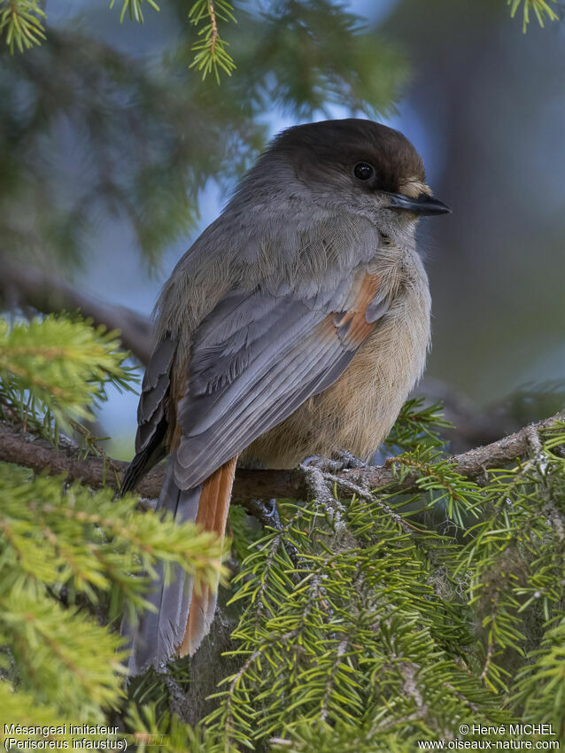 Siberian Jay