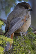 Siberian Jay