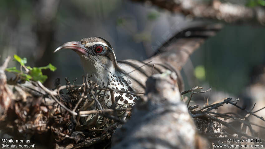 Subdesert Mesite male adult, Reproduction-nesting