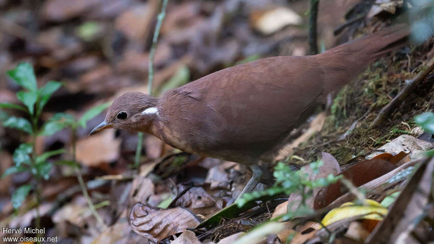 Mésite unicoloreadulte, identification