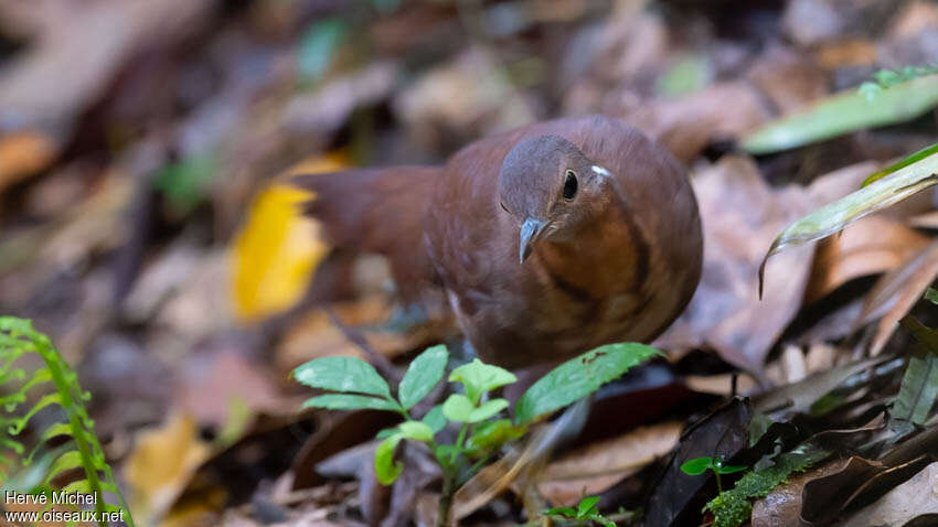 Brown Mesiteadult, close-up portrait