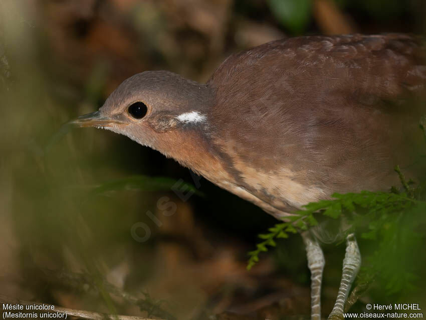 Brown Mesiteadult