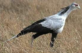 Secretarybird