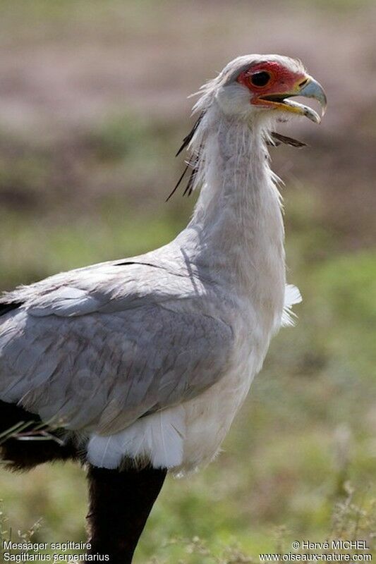 Secretarybird