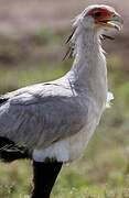 Secretarybird