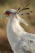 Secretarybird