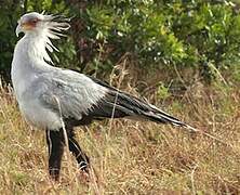 Secretarybird