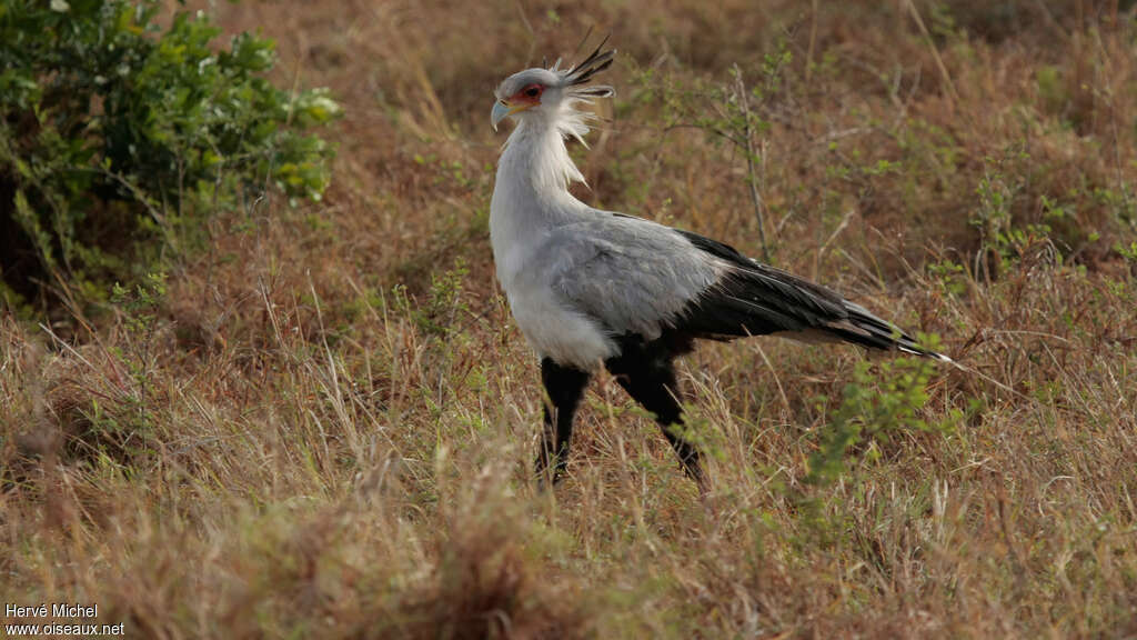 Secretarybirdadult, identification