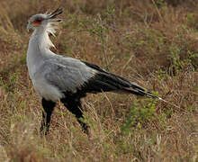 Secretarybird