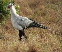 Secretarybird