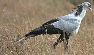 Secretarybird