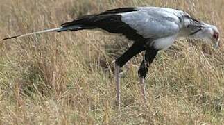 Secretarybird