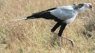 Secretarybird