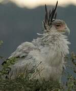 Secretarybird