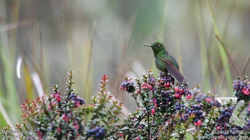 Viridian Metaltail