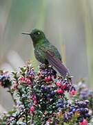 Viridian Metaltail