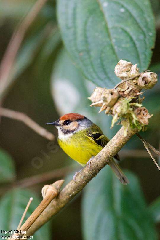 Rufous-crowned Tody-Flycatcheradult, identification