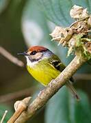 Rufous-crowned Tody-Flycatcher