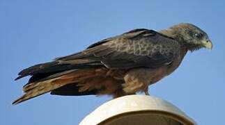 Yellow-billed Kite