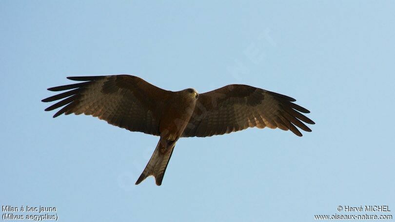 Yellow-billed Kite