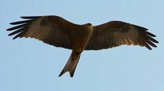 Yellow-billed Kite