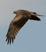 Yellow-billed Kite