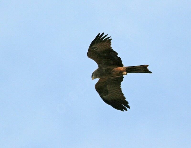 Yellow-billed Kiteadult, Flight