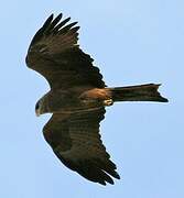 Yellow-billed Kite