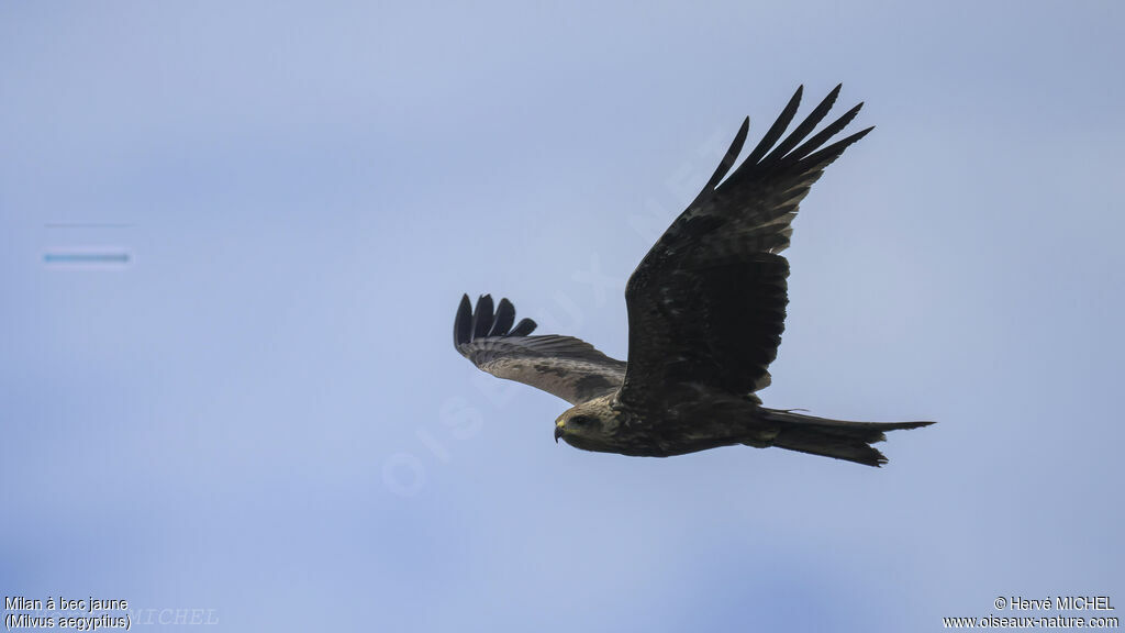 Yellow-billed Kite