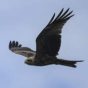 Yellow-billed Kite