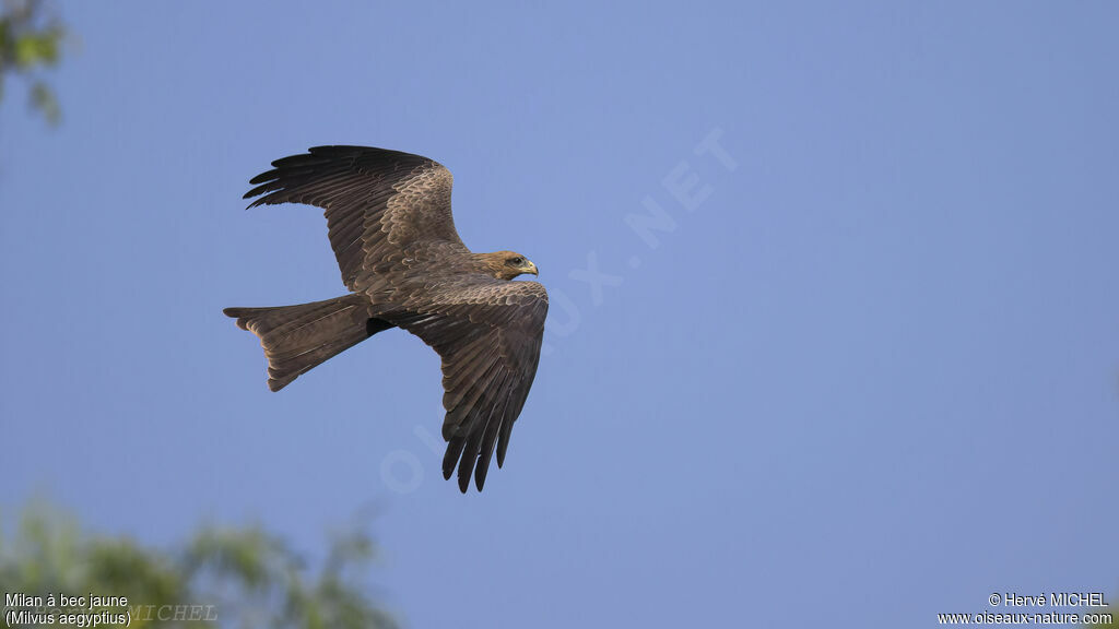 Yellow-billed Kite