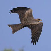 Yellow-billed Kite