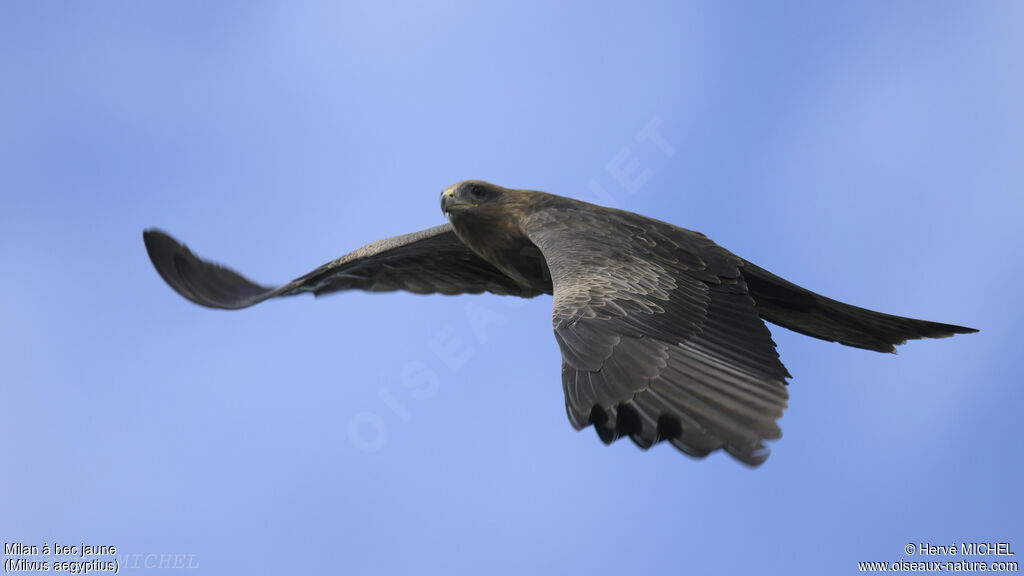 Yellow-billed Kite