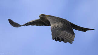 Yellow-billed Kite