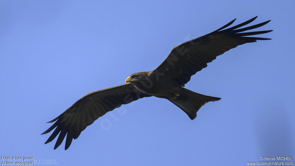 Yellow-billed Kite