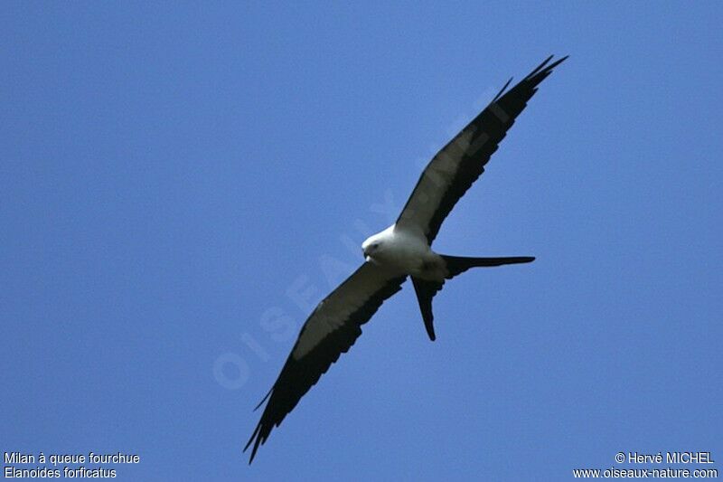 Swallow-tailed Kiteadult, Flight