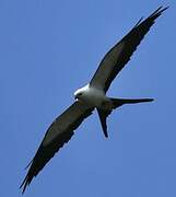 Swallow-tailed Kite