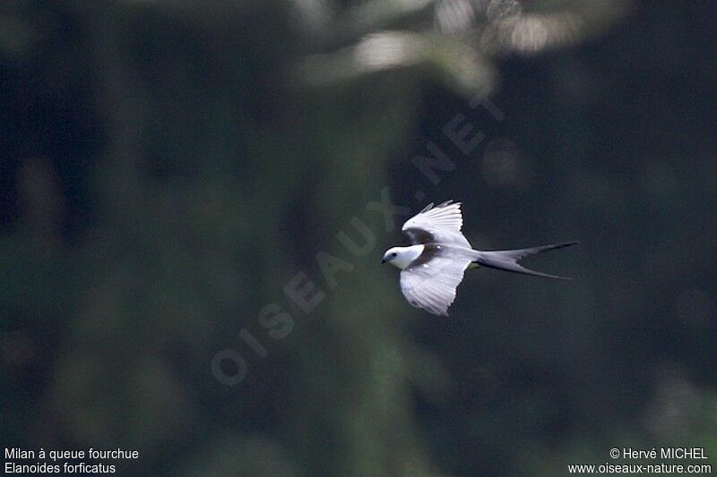 Swallow-tailed Kiteadult, Flight