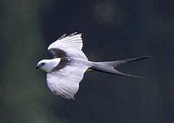 Swallow-tailed Kite