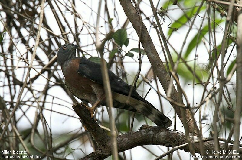 Double-toothed Kiteadult, identification