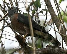 Double-toothed Kite