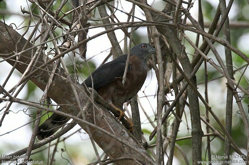 Double-toothed Kiteadult, identification