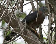 Double-toothed Kite