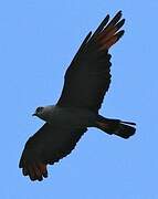 Plumbeous Kite