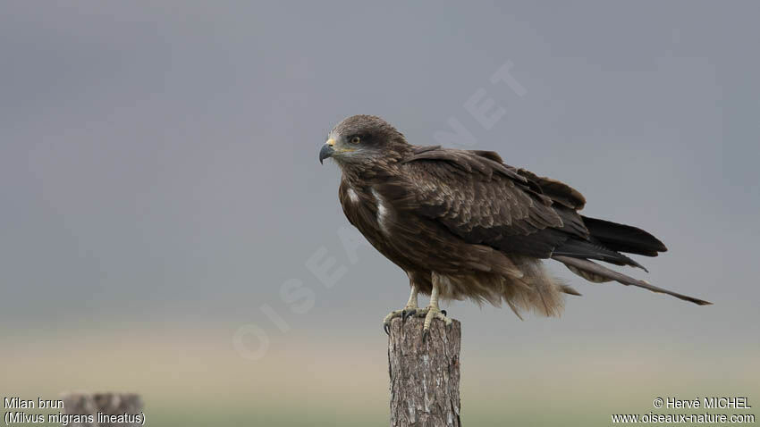 Black Kite (lineatus)