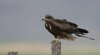 Black Kite (lineatus)