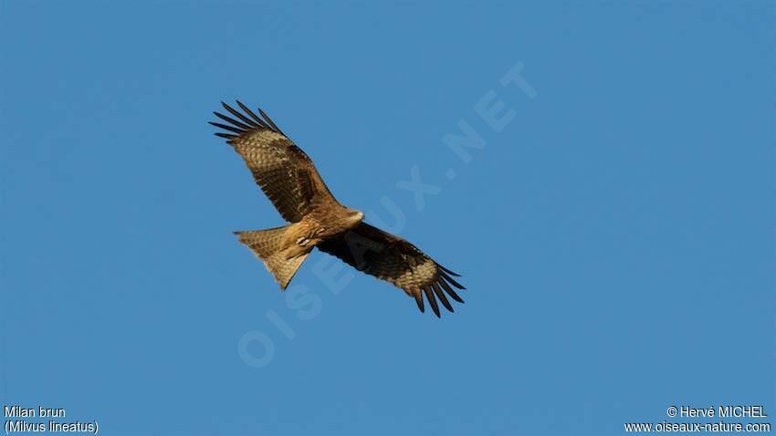 Black Kite (lineatus)