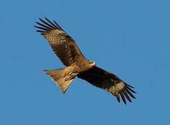 Black Kite (lineatus)